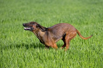 Dog Red Bavaria running in field Spain