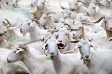 Herd of white goats Spain