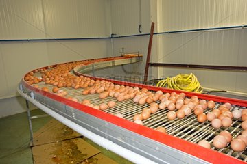 Production of Eggs Hens Spain