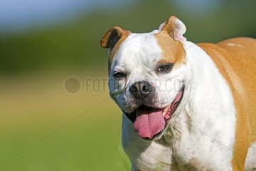 Portrait of English Bulldog France