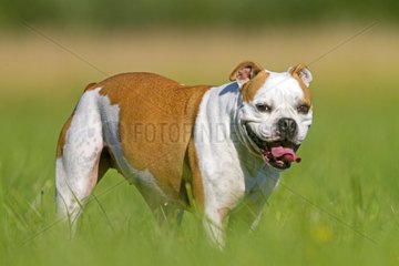 English Bulldog in the grass France