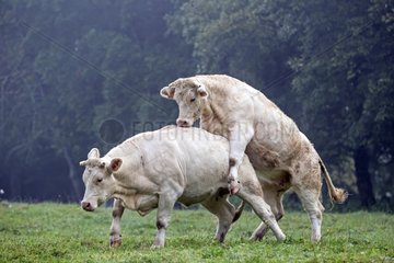 Charolais cow climbing another cow France
