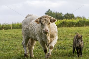 Charolais cow in the meadow and Wild Boar France
