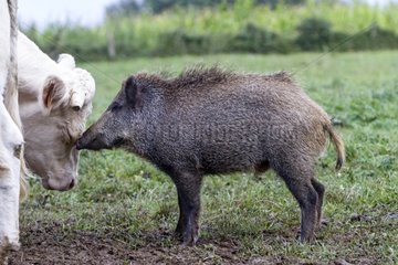 Charolais cow in the meadow and Wild Boar France