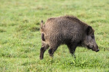 Wild Boar defecating in a field France