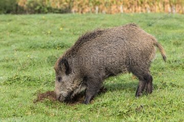Wild Boar seeking in a meadow France