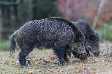 Eurasian wild boar eating clearing France
