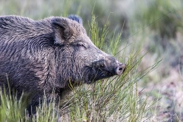 Portrait of Eurasian wild boar eating clearing France