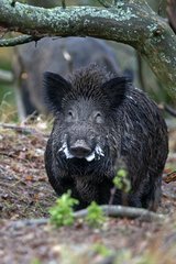 Eurasian wild boar male in rut in undergrowth France