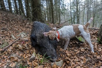 Parson Russell terrier and death Wild Boar Vosges France