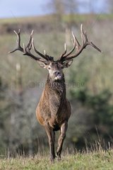Male red deer in a clearing in autumn France