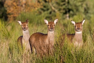 Sika deers and fawns in a clearing in autumn France