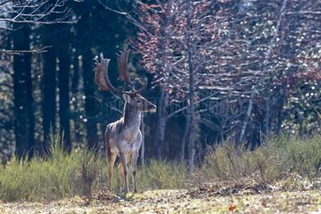 Fallow Deer male in a clearing in autumn France