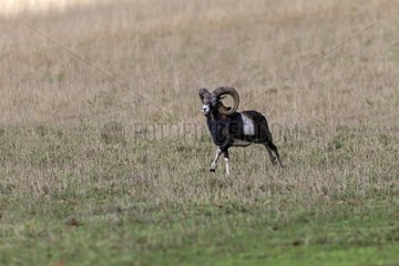 Corsican mouflon running in a meadow France