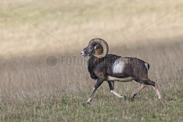 Corsican mouflon running in a meadow France