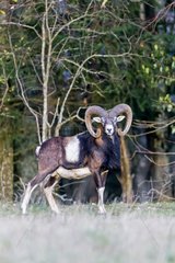 Corsican mouflon in a clearing France