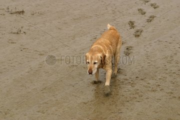 Labrador  der an den Ufern der Somme -Mündung geht