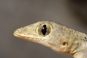 Mediterranean Gecko head Florida