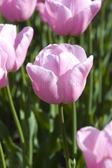 Tulipe simple tardive 'Pink diamond'