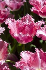 Tulipe frangée 'Fancy frills'