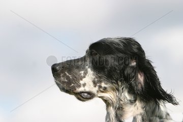 Portrait of an English Setter France