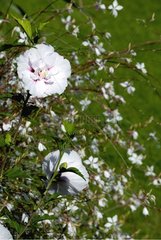 Hibiscus blanc double