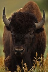 Bison Male Wyoming USA