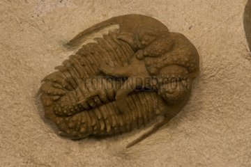 Trilobit Hoplolichoides Fossil Wolhow Russland Russland