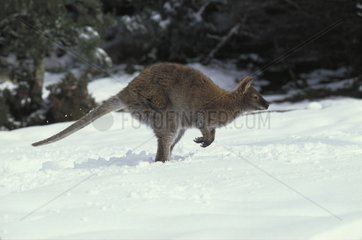 Red-necked Wallaby jumping in snow Tasmania