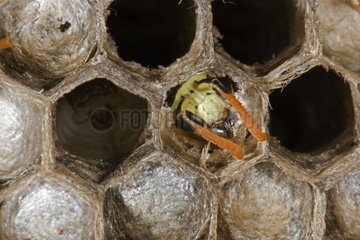 Male European Paper Wasp emerging as adult New York USA