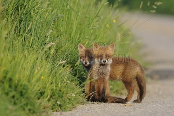 Young red foxes on a country road Vosges France