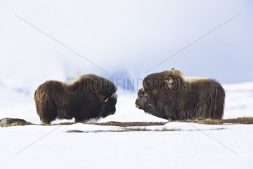 Muskoxen in the snowy tundra Dovrefjell NP Norway