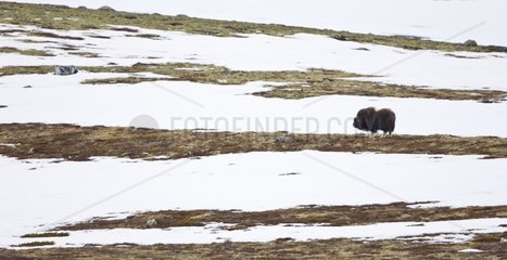 Muskox in the snowy tundra Dovrefjell NP Norway
