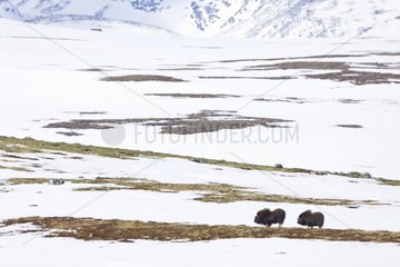 Muskoxen in the snowy tundra Dovrefjell NP Norway