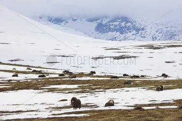 Muskoxen in the snowy tundra Dovrefjell Norway