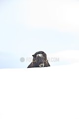Muskox in the snowy tundra Dovrefjell Norway