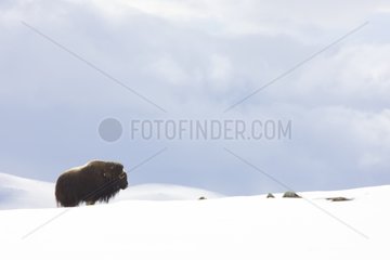 Muskox in the snowy tundra Dovrefjell Norway