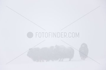 Muskoxen in the fog Dovrefjell Norway