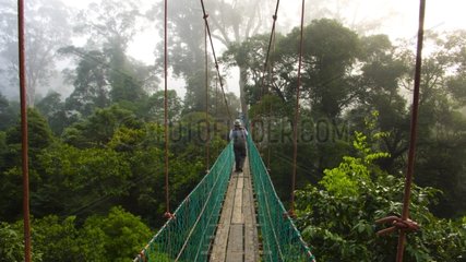 Canopy Walkway Malaysia Borneo Danum valley
