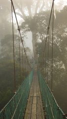 Canopy Walkway Malaysia Borneo Danum valley