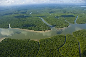 Mangrove Estuary Kinabatangan Borneo Malaysia