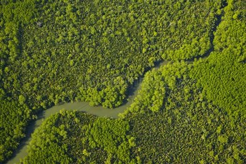 Meandering tributary of the Kinabatangan a forest in Borneo