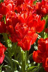 Tulipe simple tardive 'Orange bouquet'