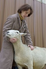 Veterinary surgeon auscultating a ewe of race Merino