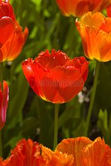 Tulipe frangée 'Fringed solstice'