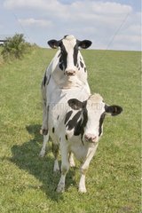 Prim'Holstein Cow ridden by an other Cow France