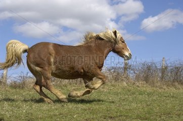 Pferd  der in einer Wiese rennt
