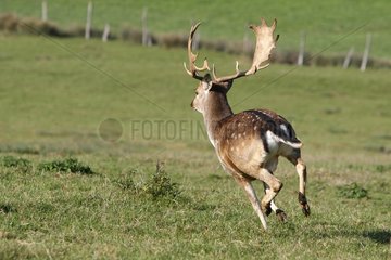 Male fallow deer running in the grass Franche-Comté France