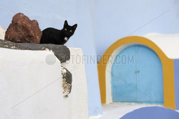 Black Domestic Cat on a wall Cyclades islands Greece