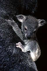 Portrait of a young Koala Australia
